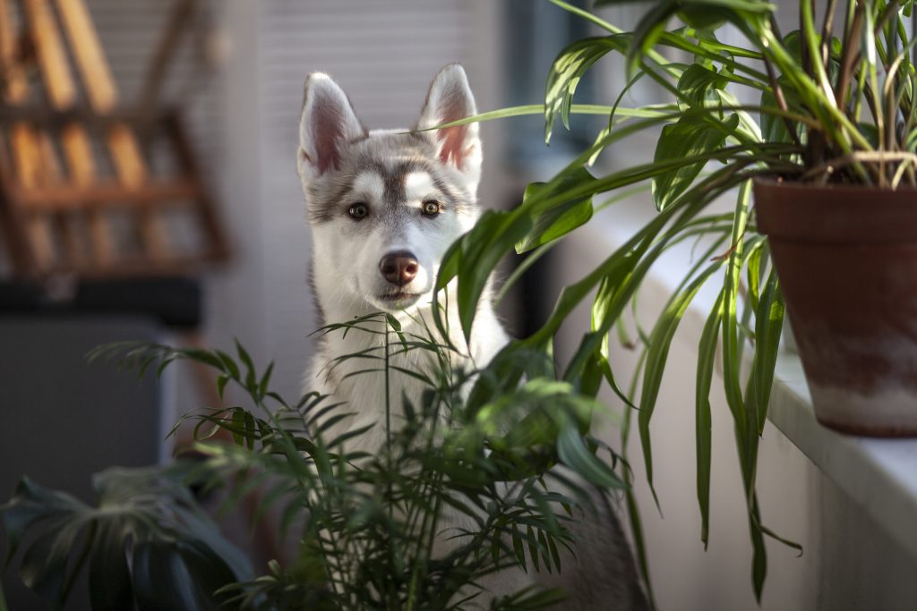 3 Pet-Friendly Houseplants to Grow Integrity Financial Planning